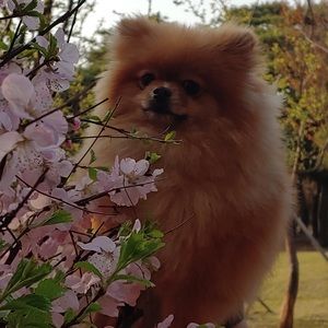 Meet your Posher, Ju hong